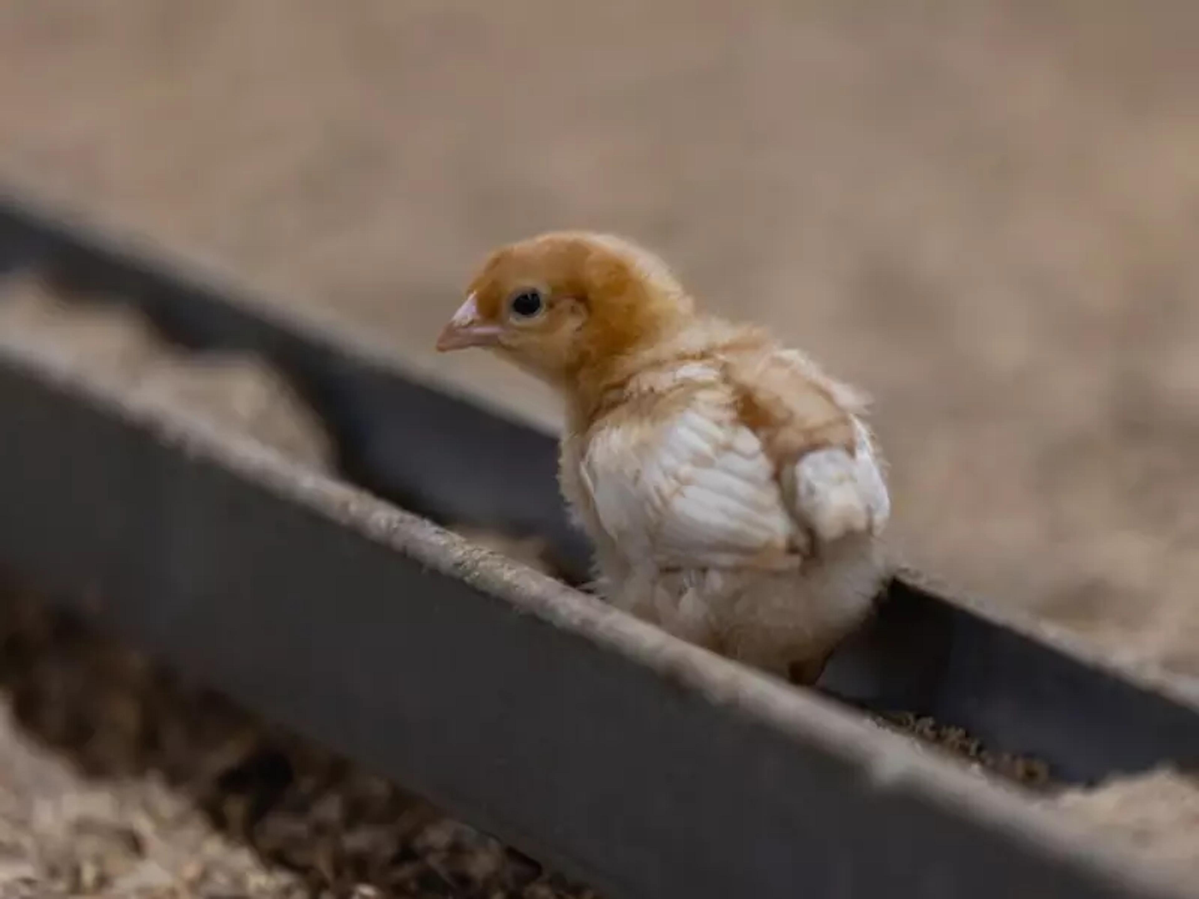 chick on maceration rail