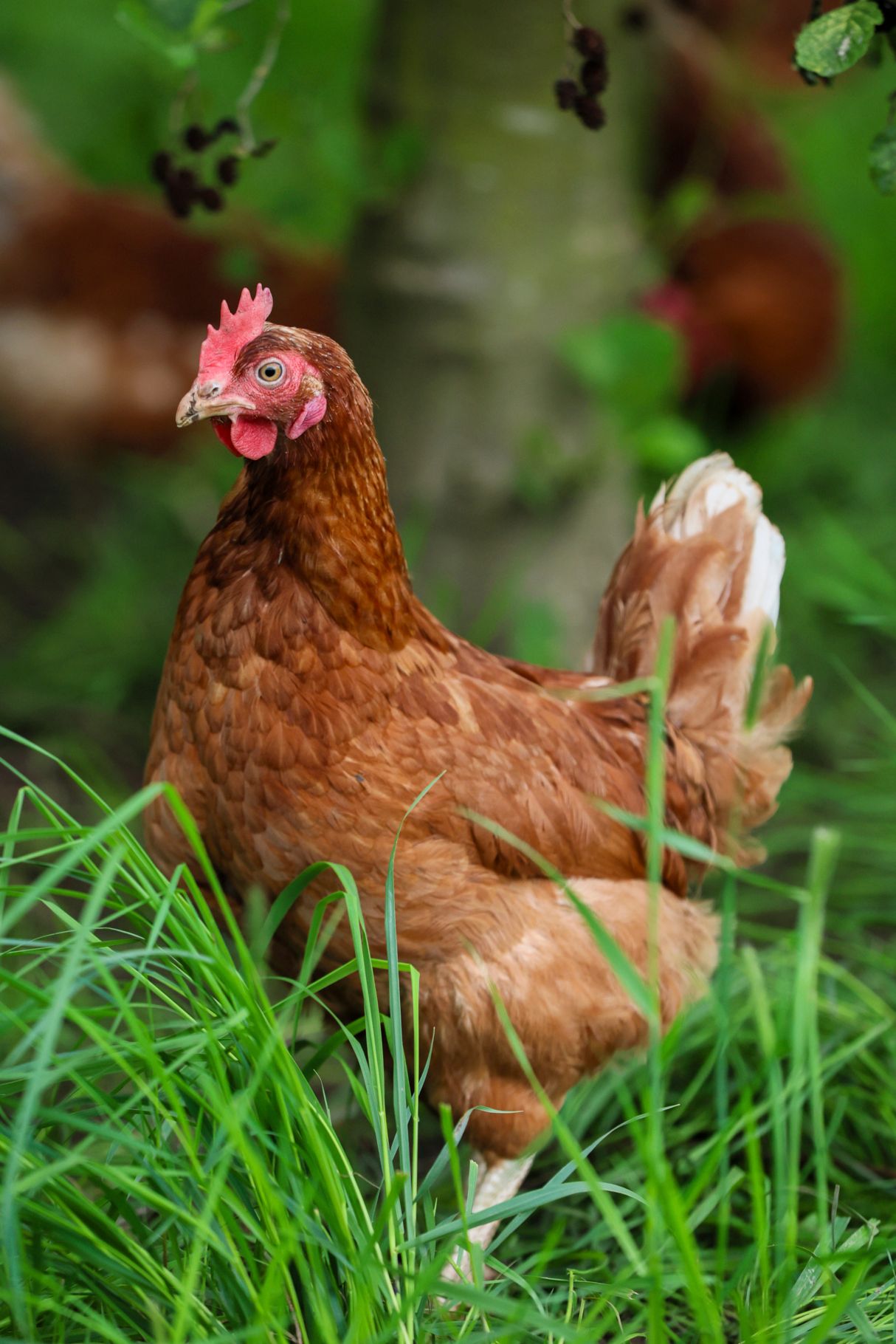 RSPCA Assured higher welfare egg laying hen outside