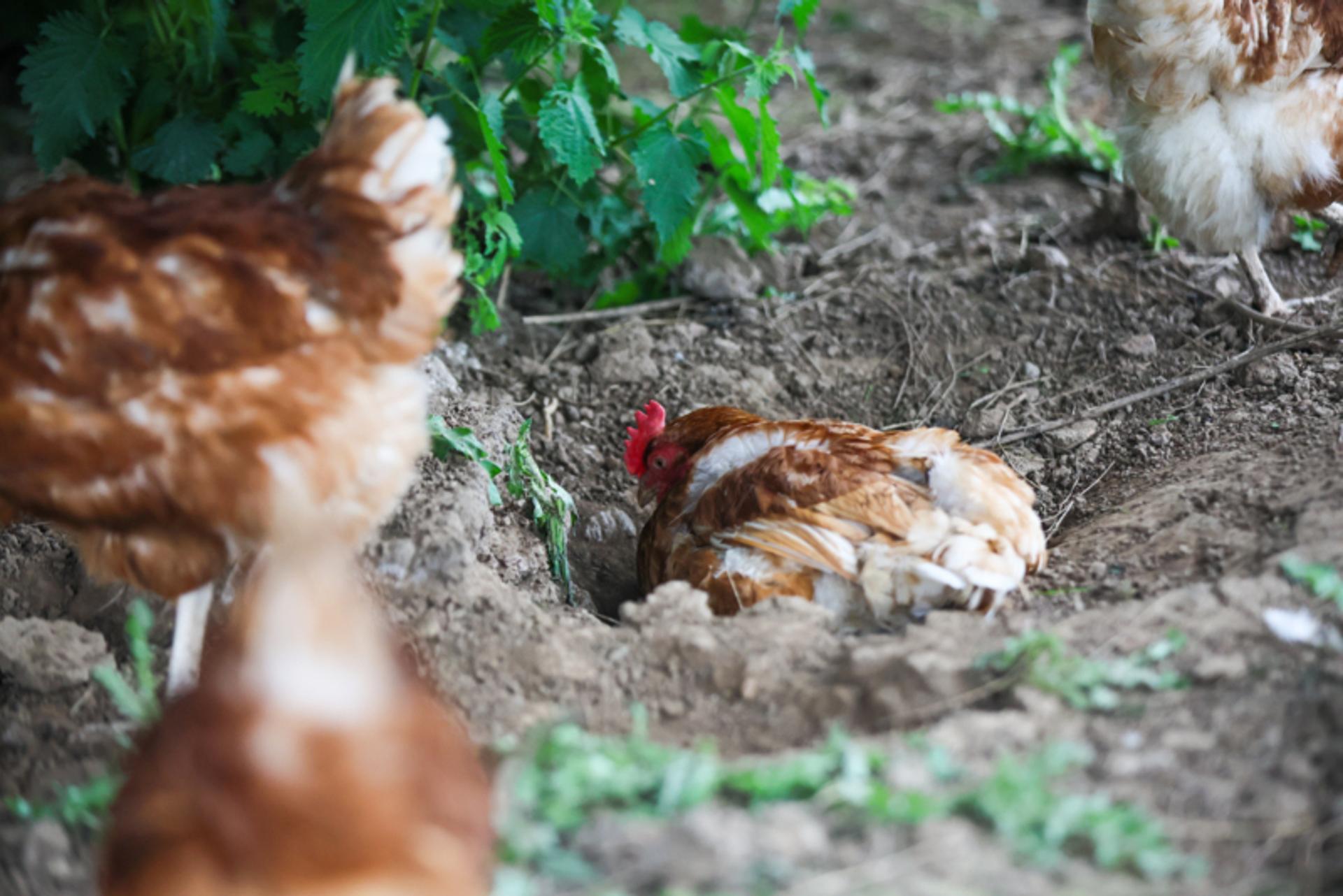Dustbathing helps hens stay cool, as well as supporting feather condition and skin health