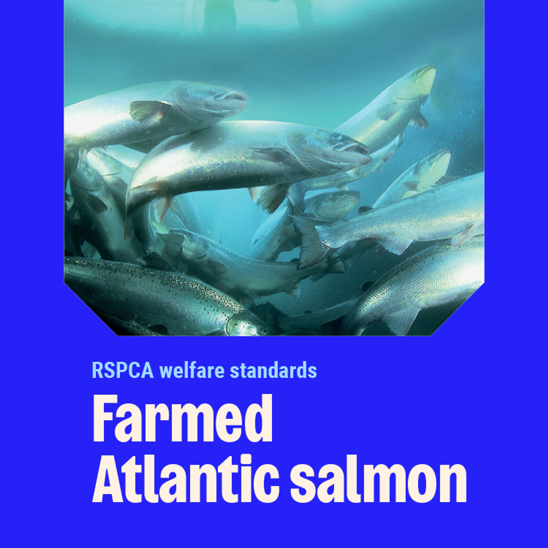 Salmon