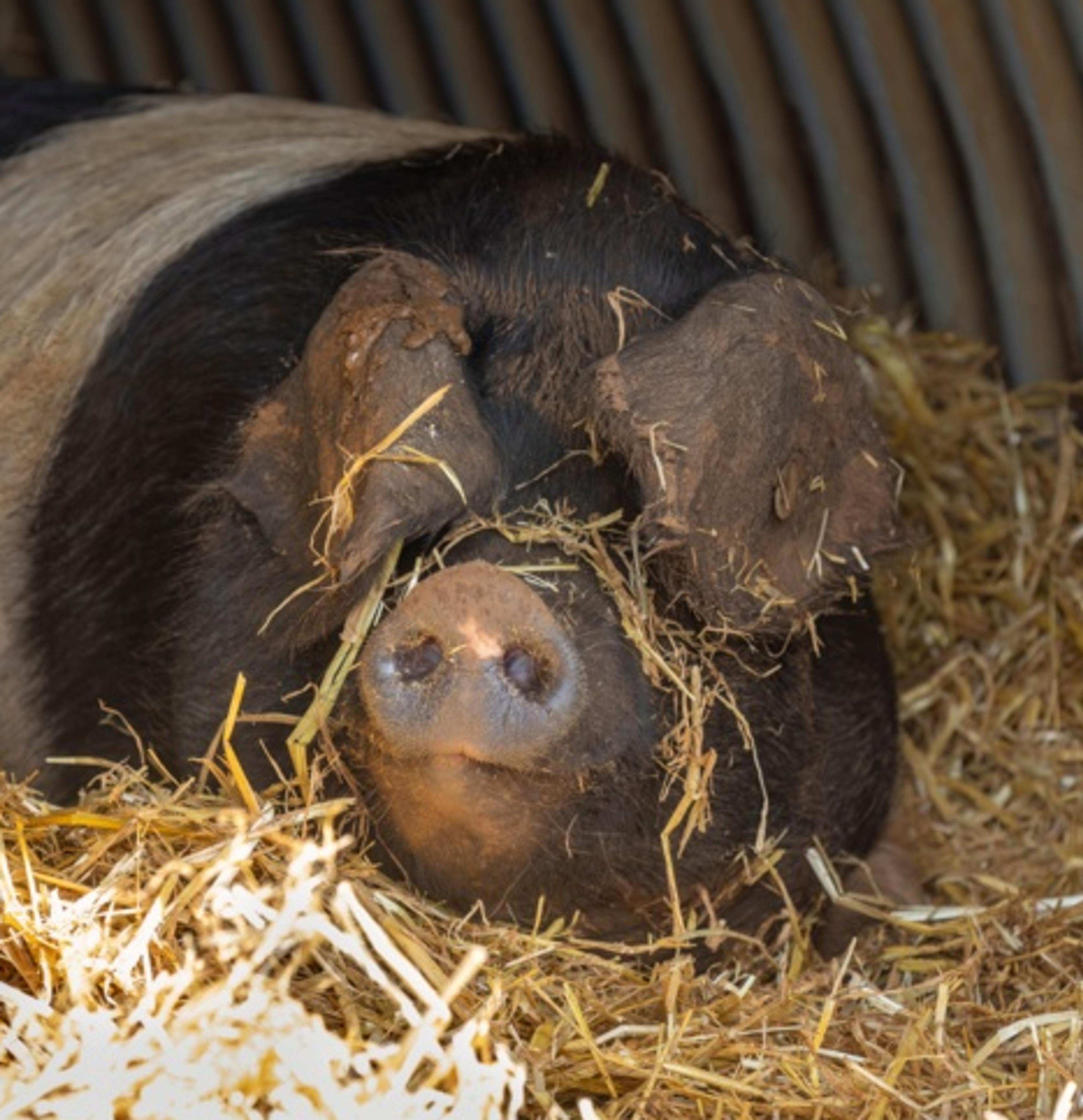 An RSPCA Assured pigs in straw