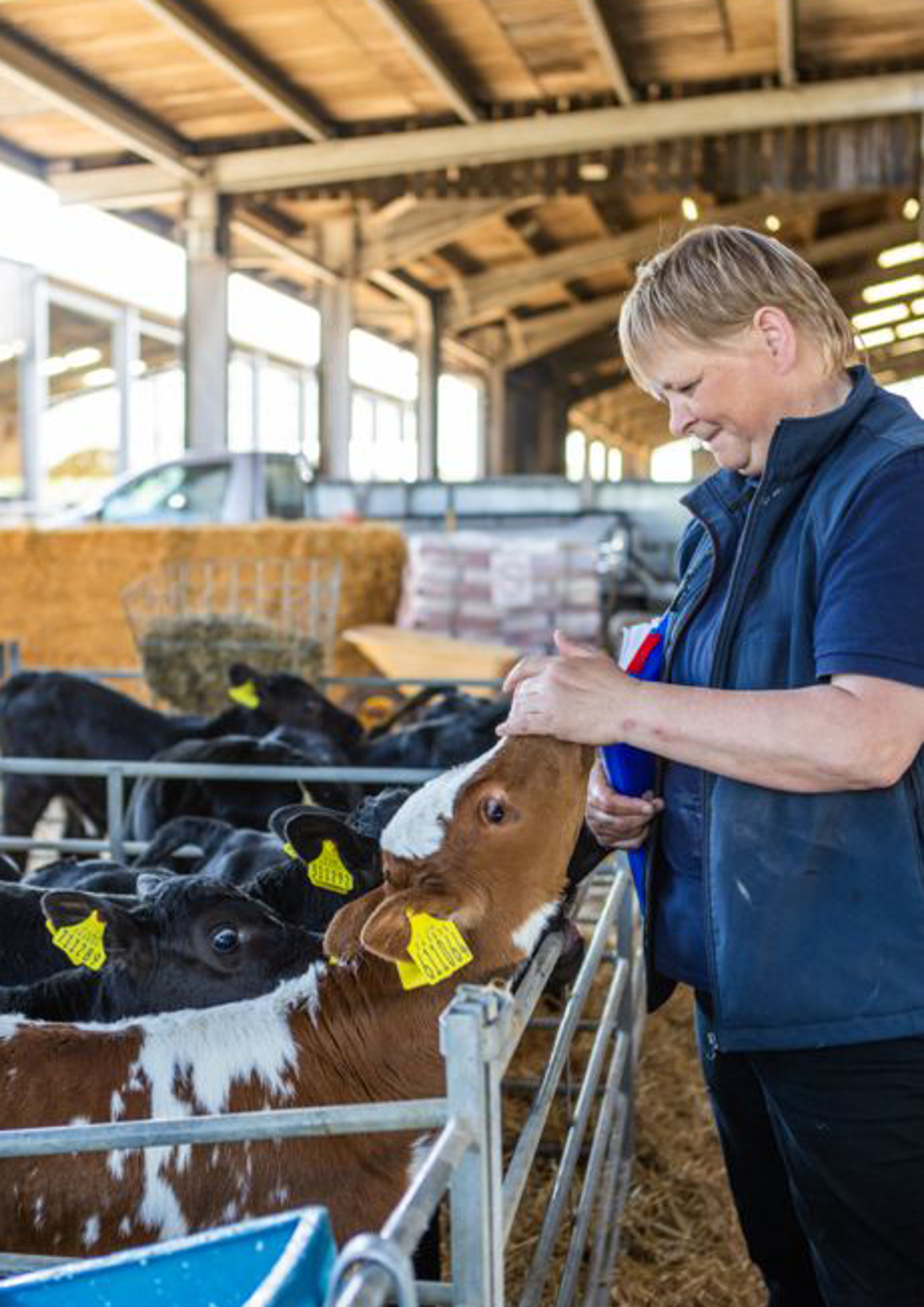 Assessor with cows inside