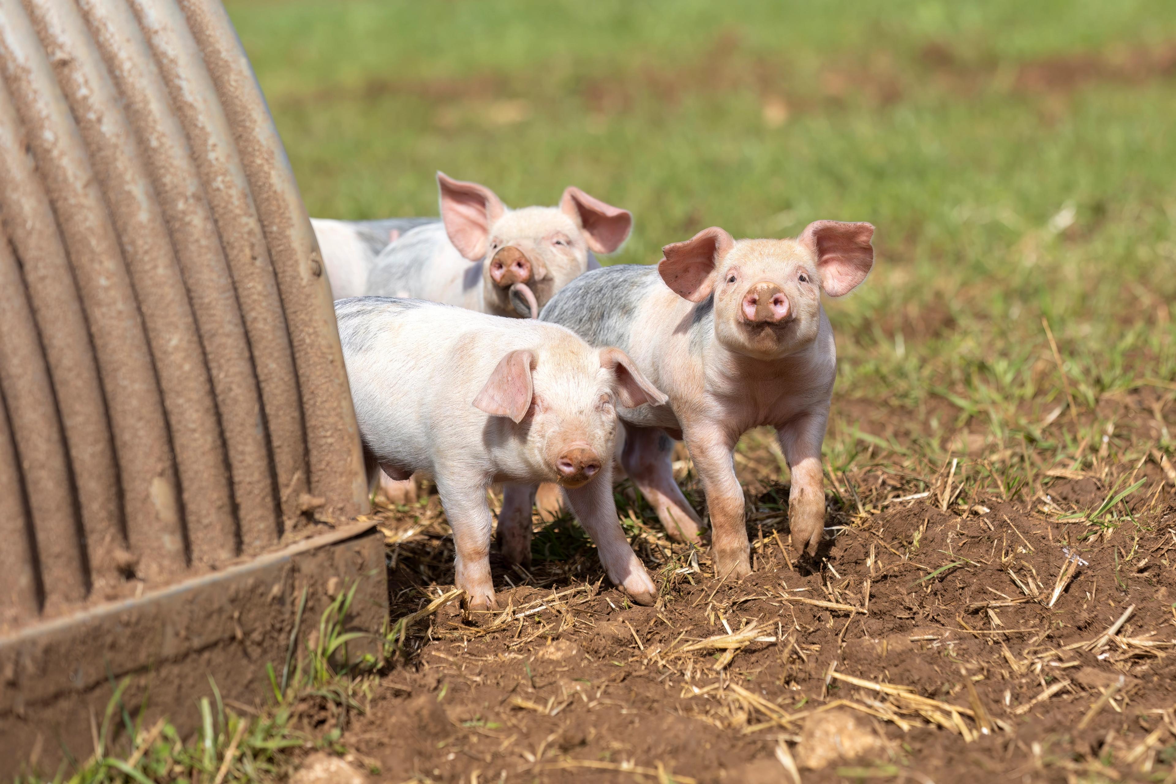 Pigs by sty on an RSPCA Assured farm