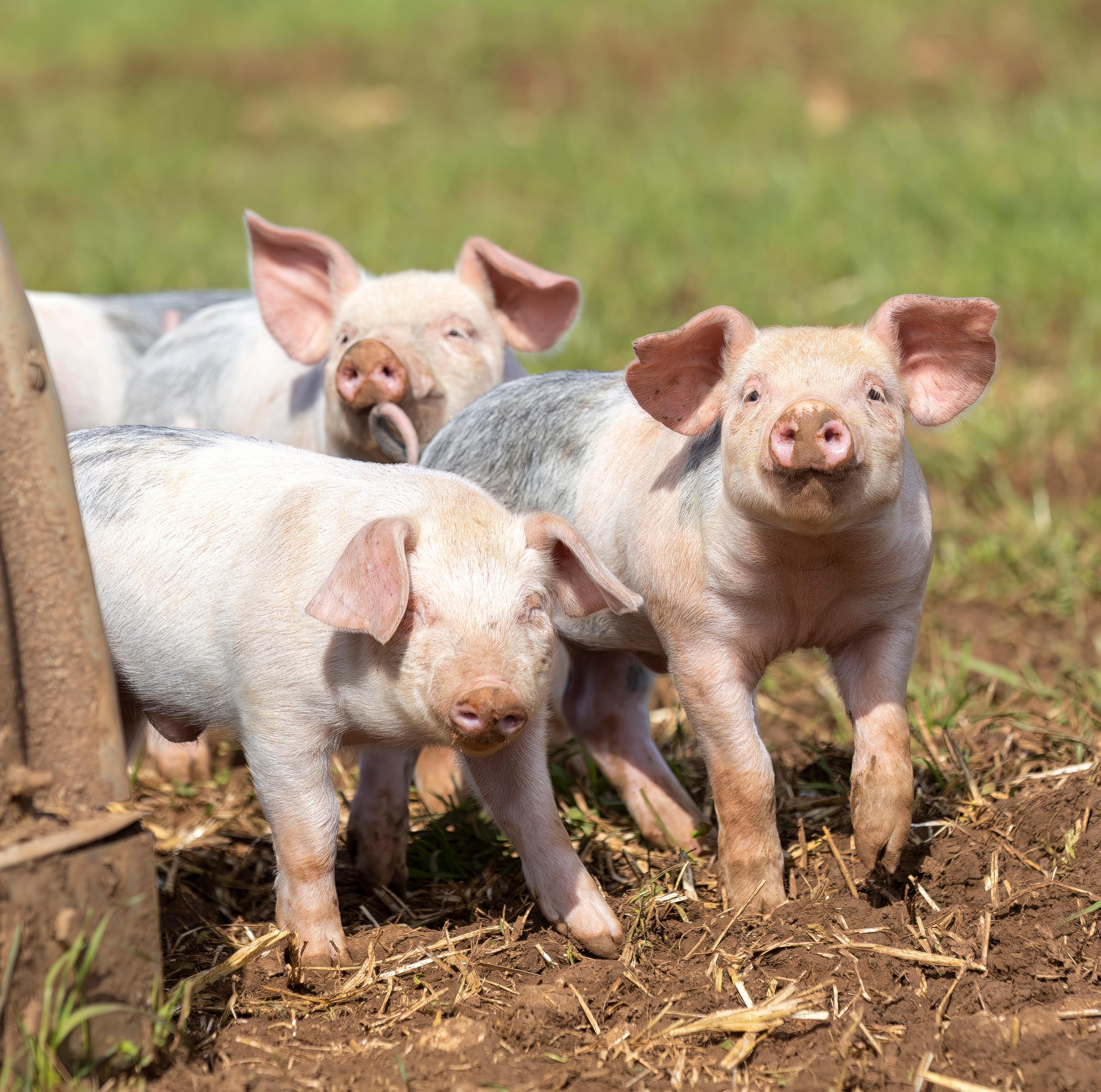 Pigs by sty on an RSPCA Assured farm