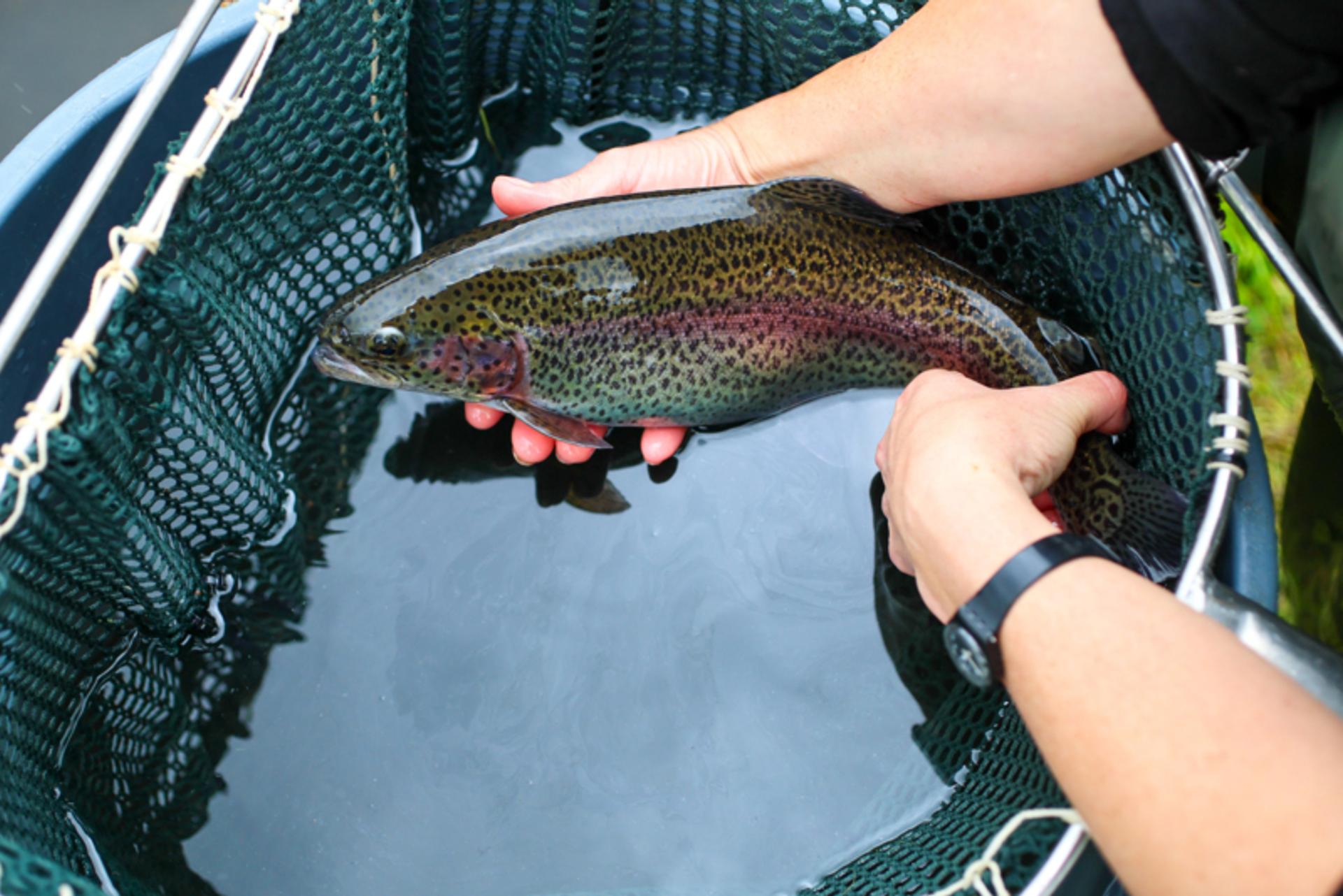 Trout members' info