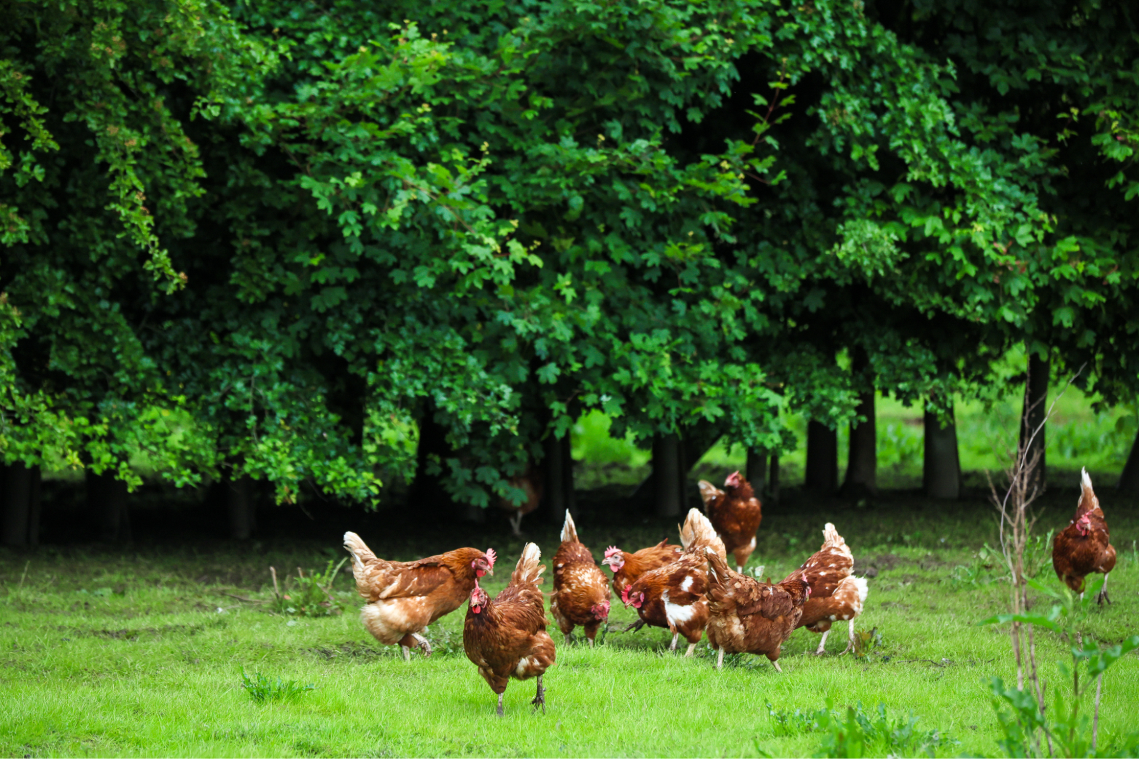 Higher welfare farming becomes a dangerous blind spot for climate resilience