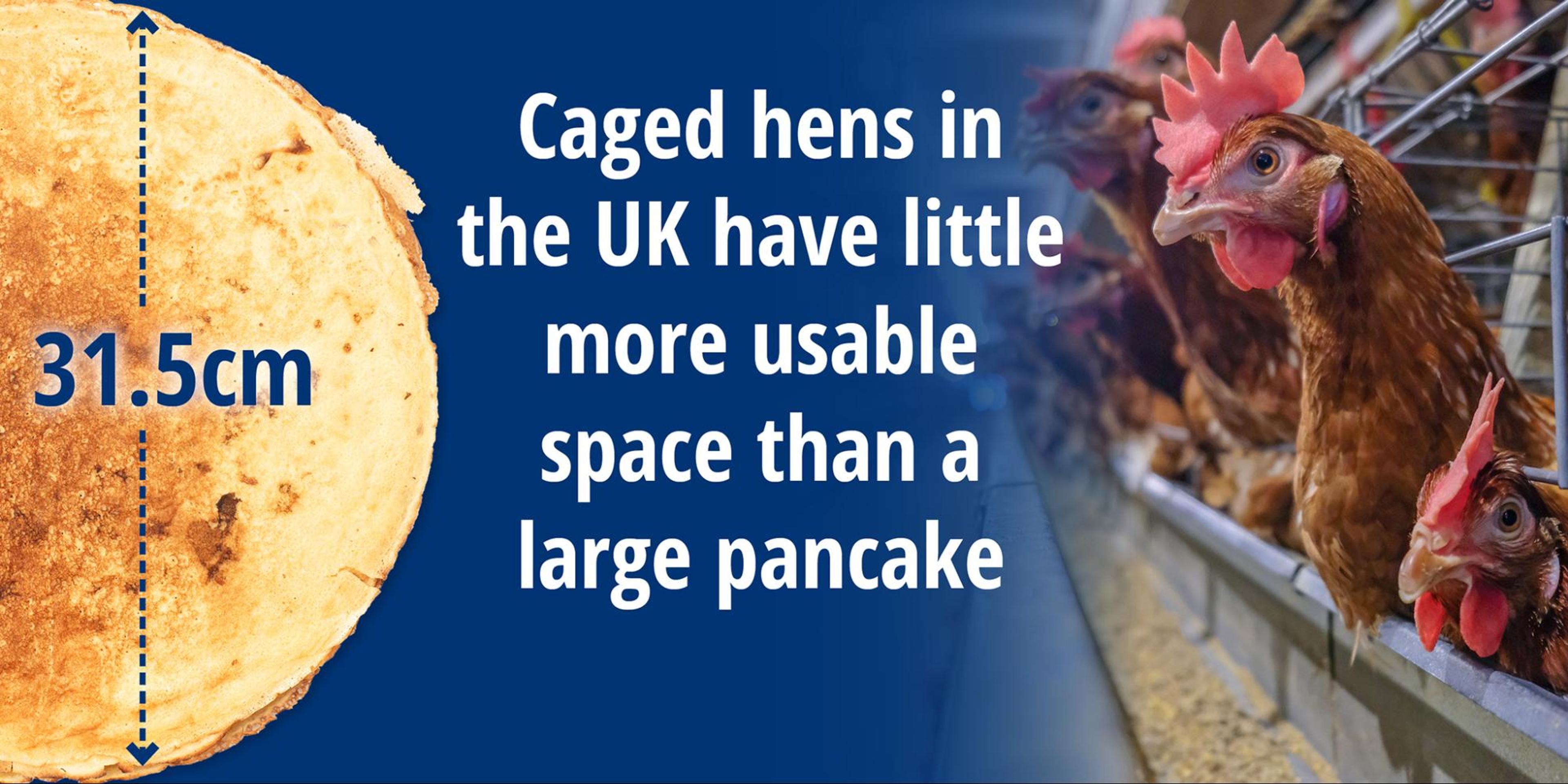 Hens have pancake space for living