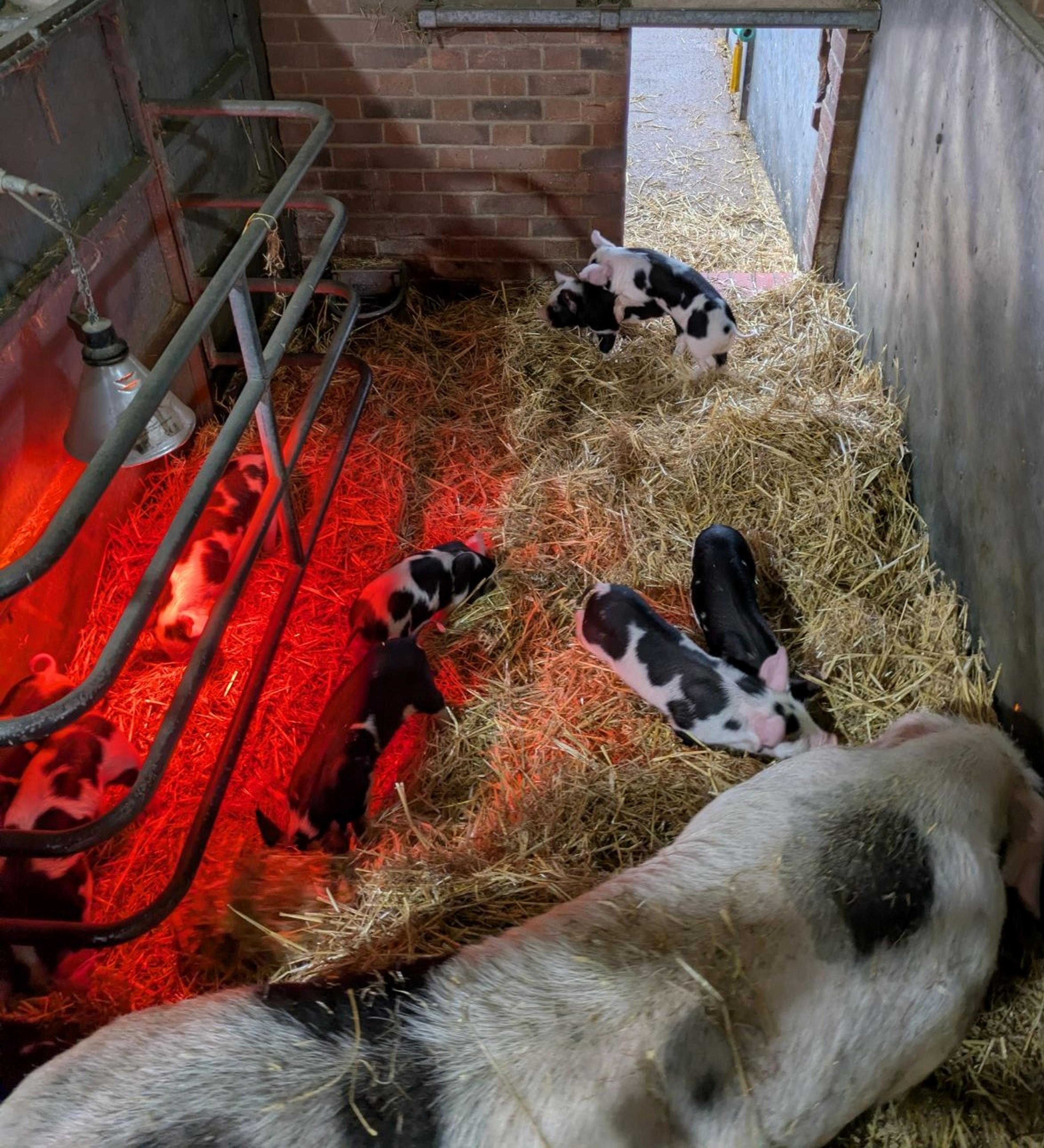 Free farrowing mother pigs and piglets