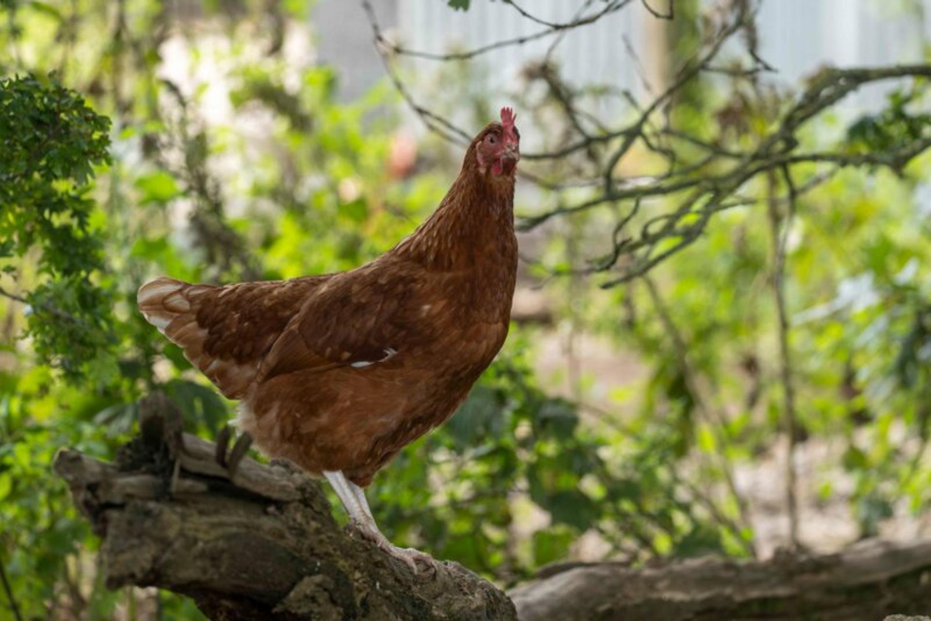 Hen members' info