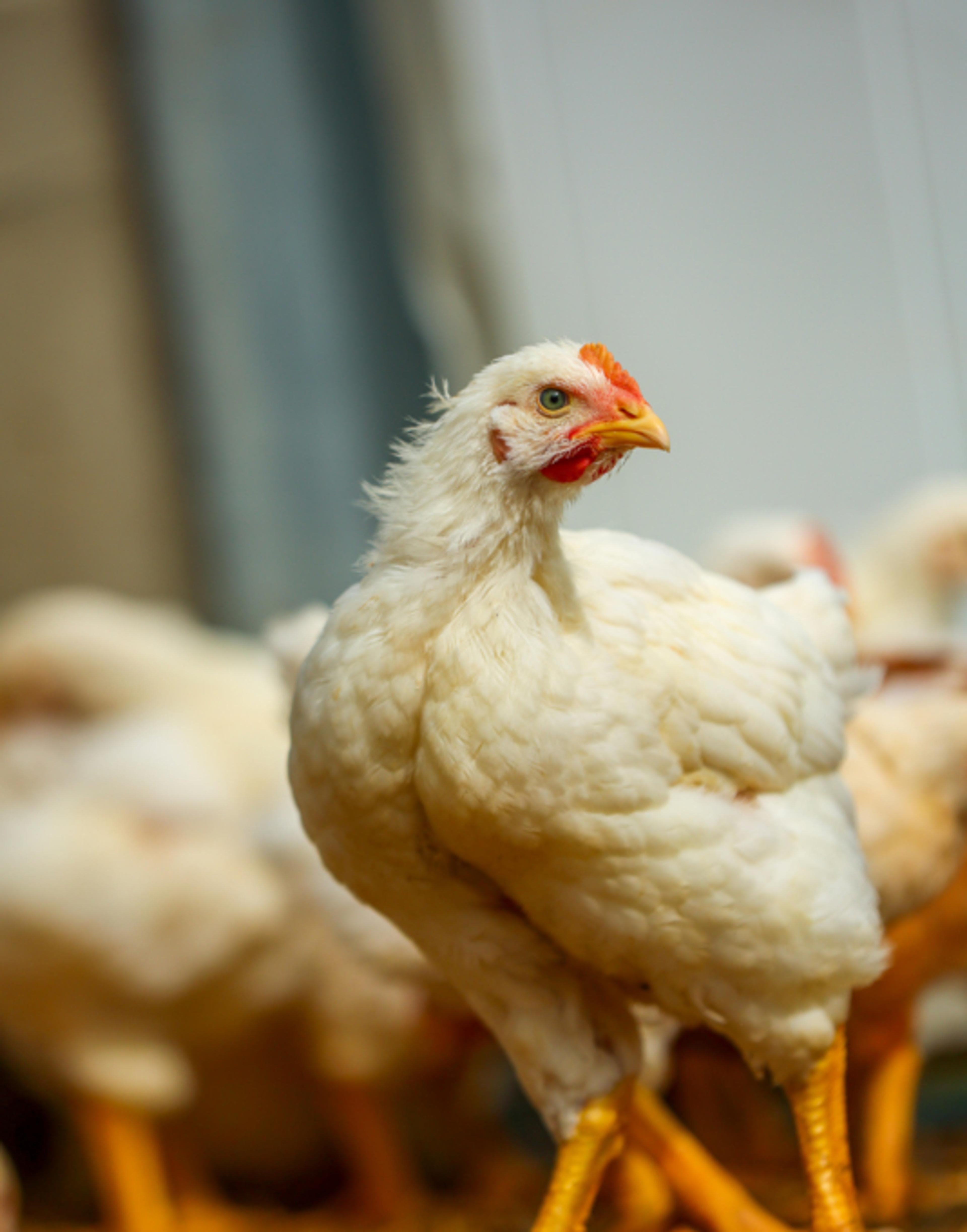 Broiler on a farm