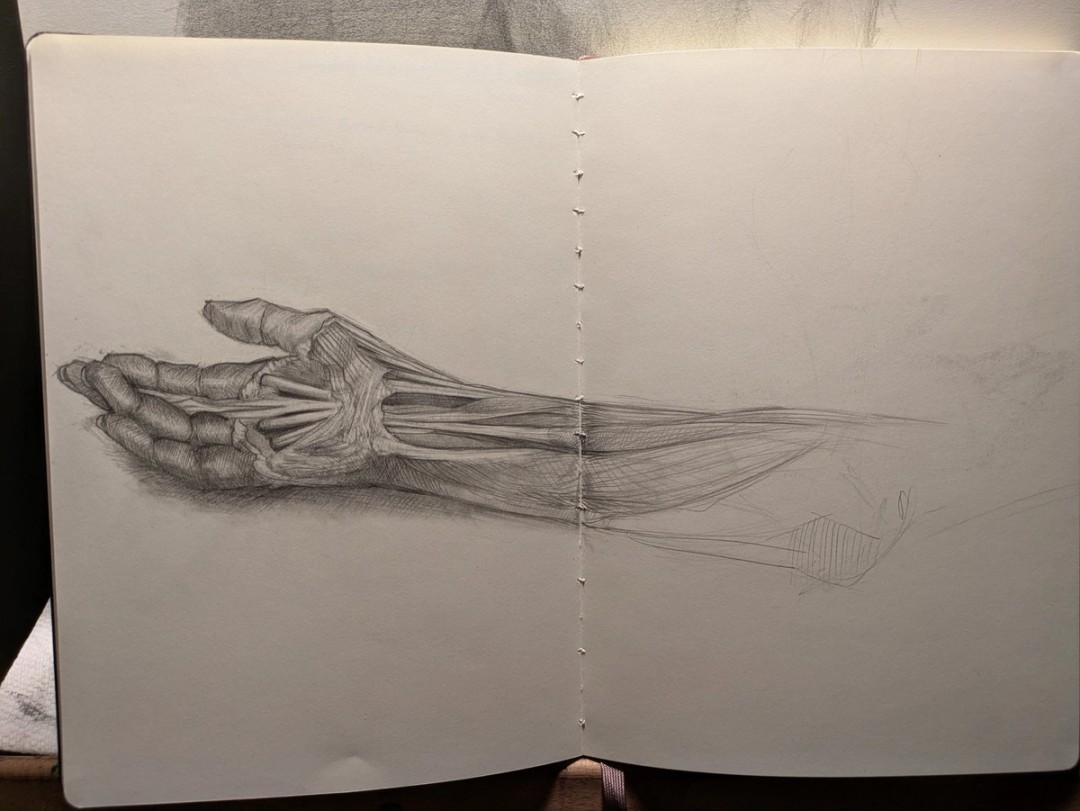 A sketch of the interior of the hand and forearm