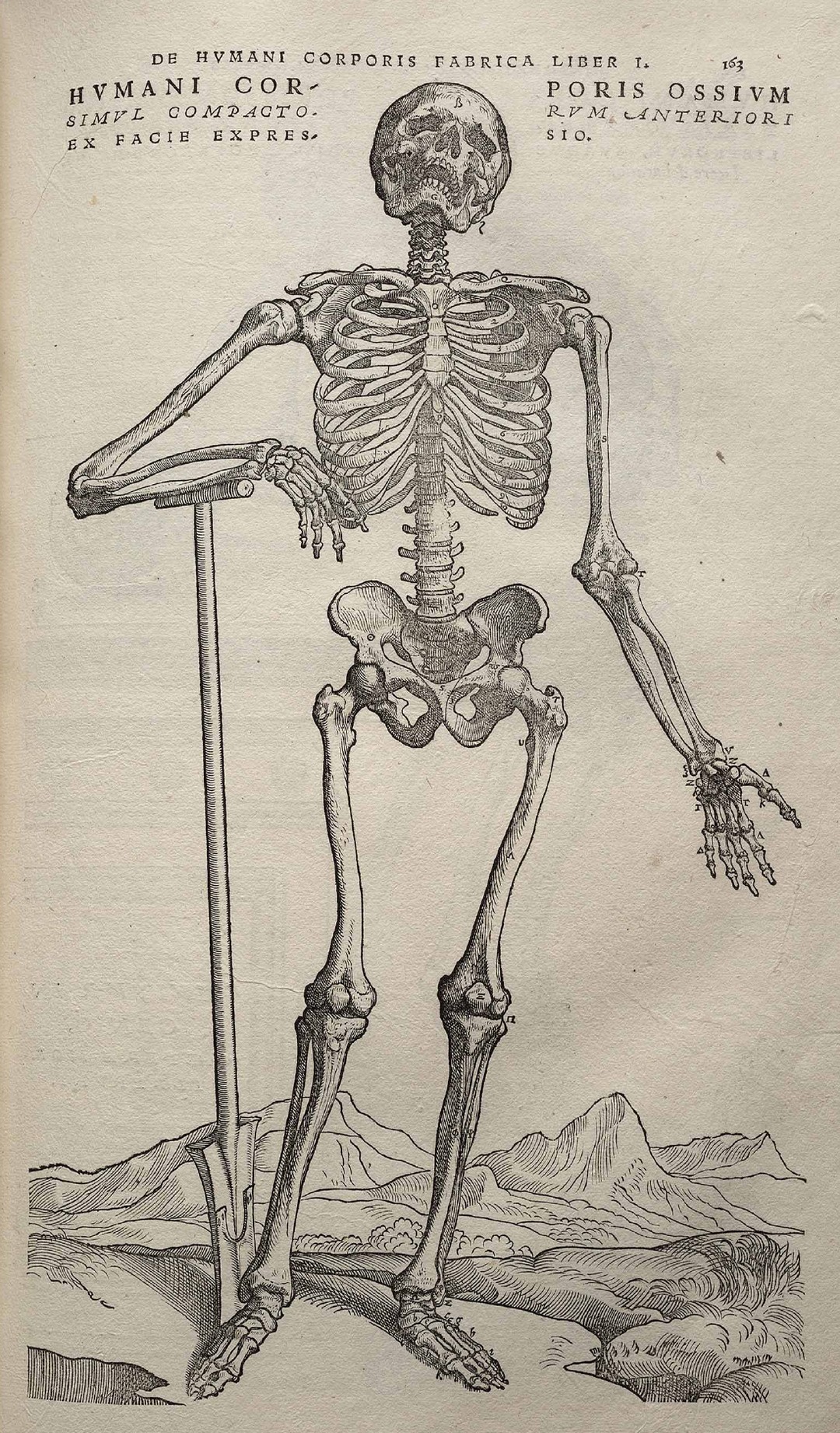 Engraved plate from Vesalius’ De humani corporis fabrica: an articulated skeleton contemplating a skull.