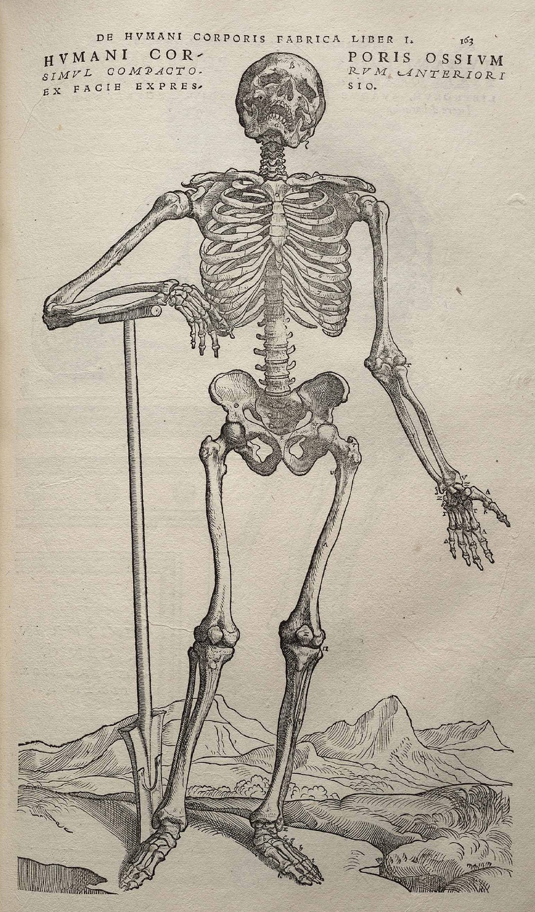 Engraved plate from Vesalius’ De humani corporis fabrica: an articulated skeleton contemplating a skull.