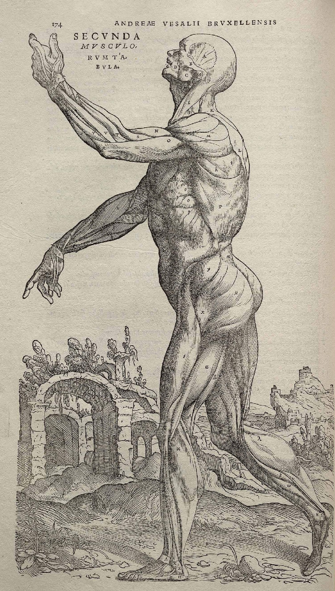 Engraved écorché plate from Vesalius’ De humani corporis fabrica: a flayed muscle figure in a landscape.