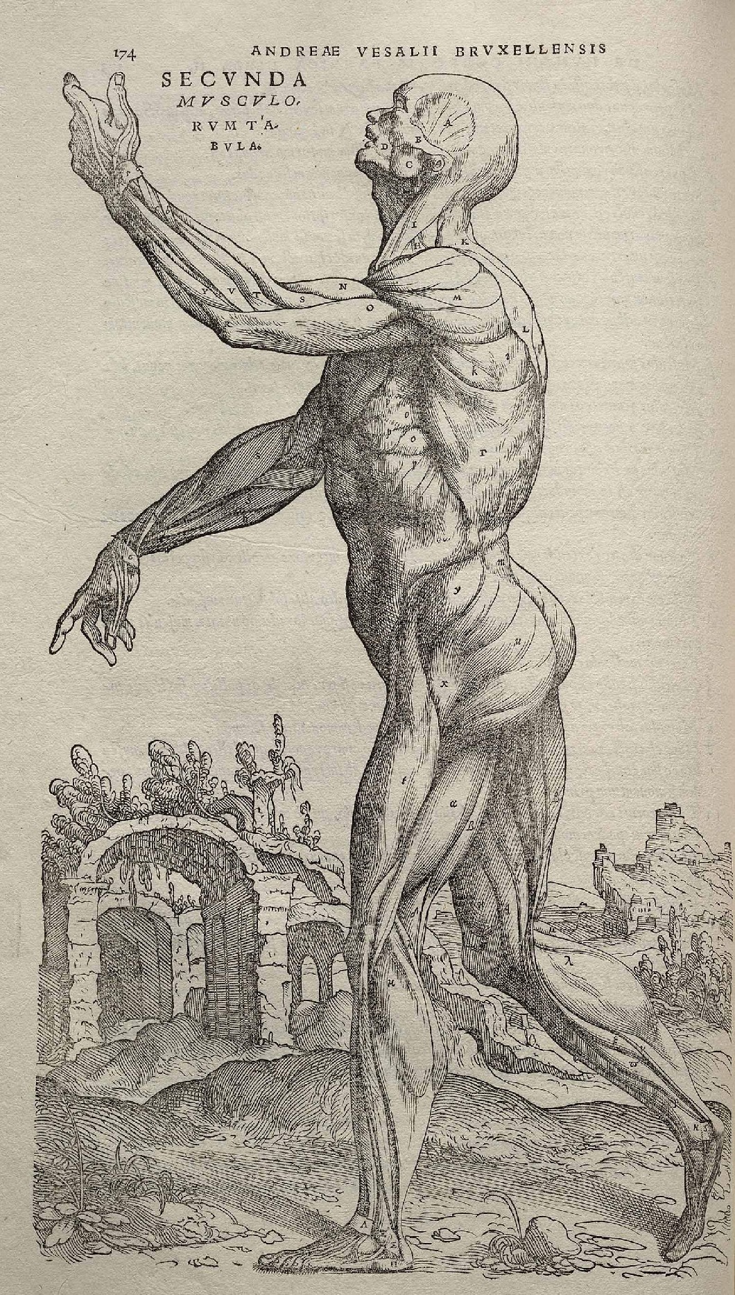 Engraved écorché plate from Vesalius’ De humani corporis fabrica: a flayed muscle figure in a landscape.