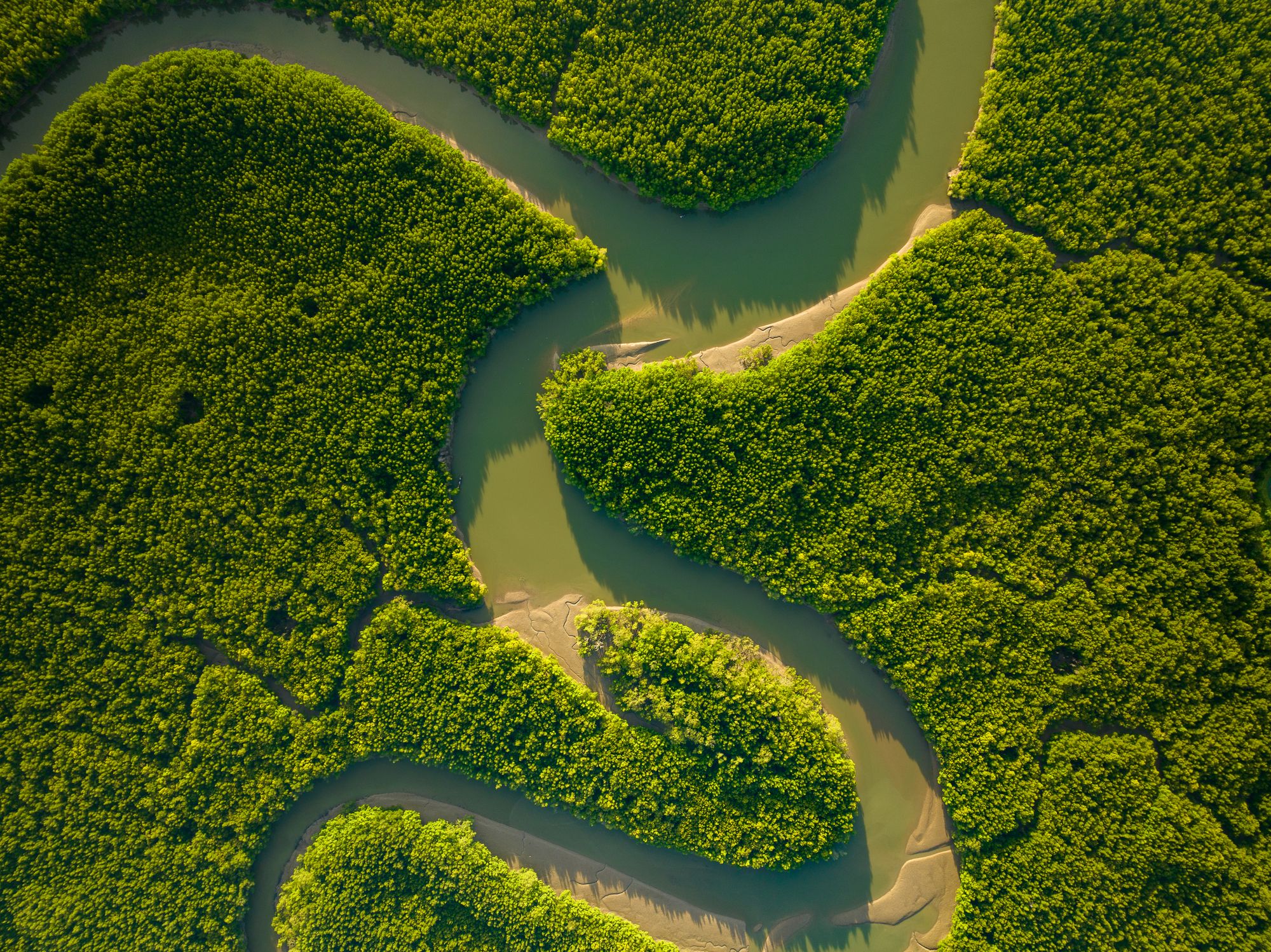 An overhead view of a river winding through dense, bright green forest