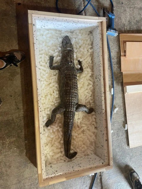 Taxidermy crocodile bedded in loose-fill packaging inside a crate