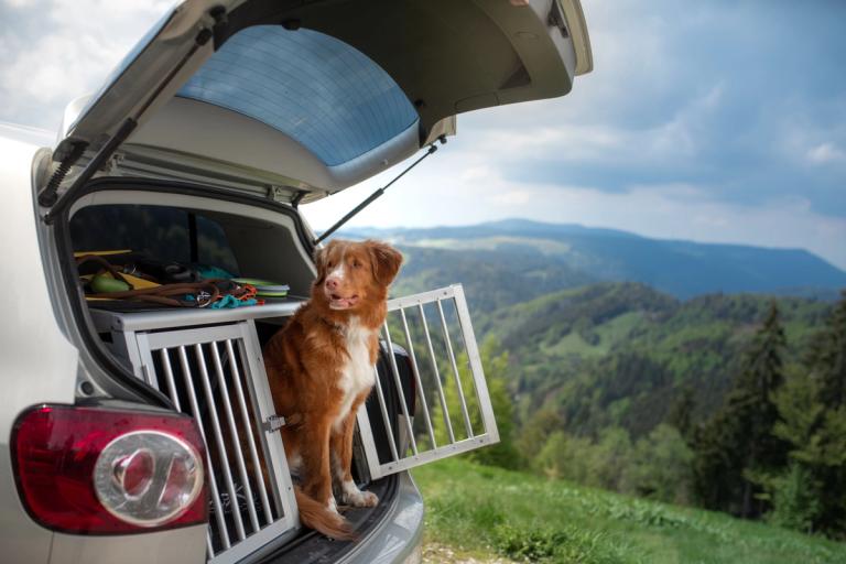 Bil med åpen bagasje som viser hundebur og en hund