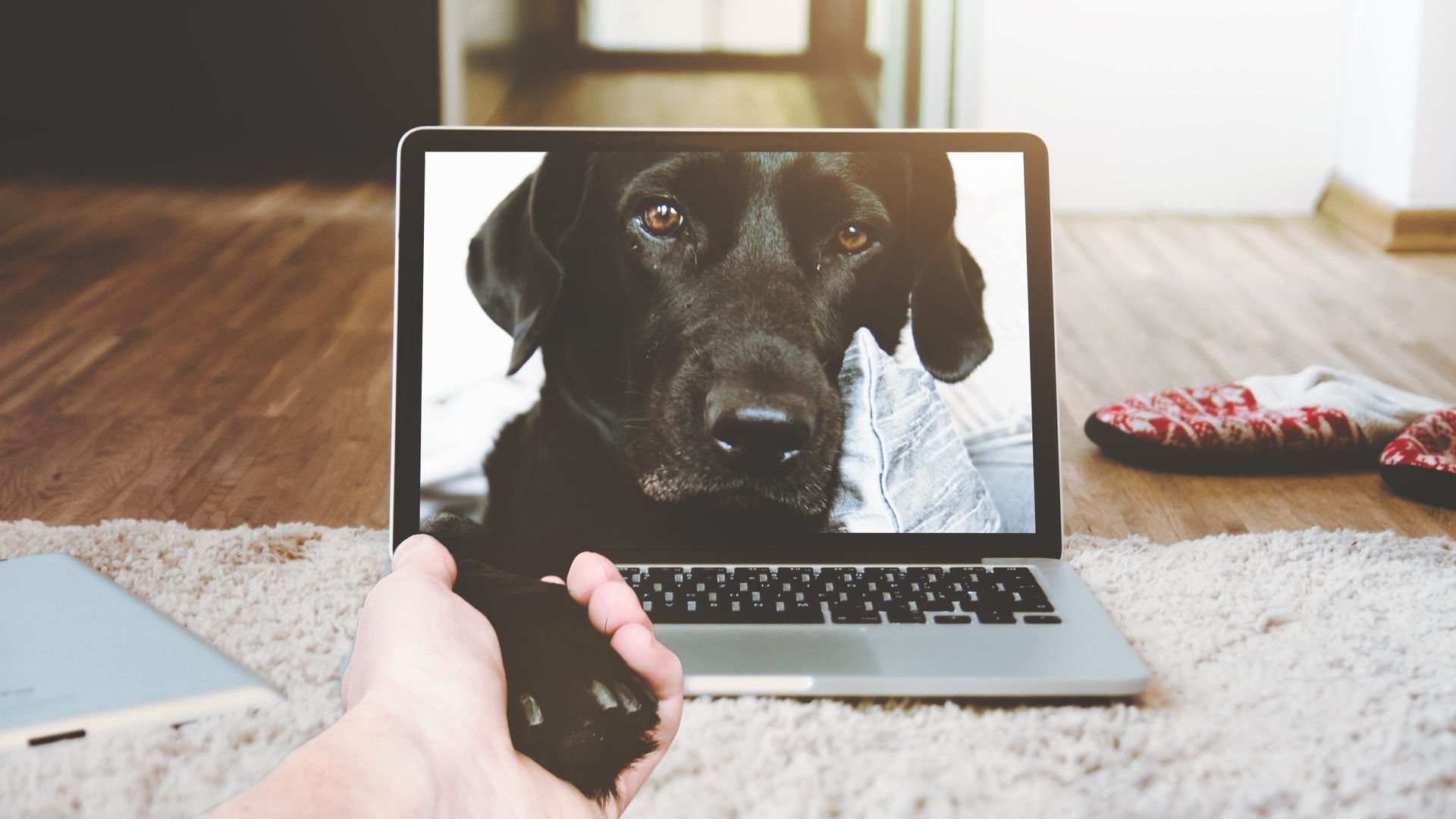 Datamaskin med bilde av en hund som hilser på en hånd