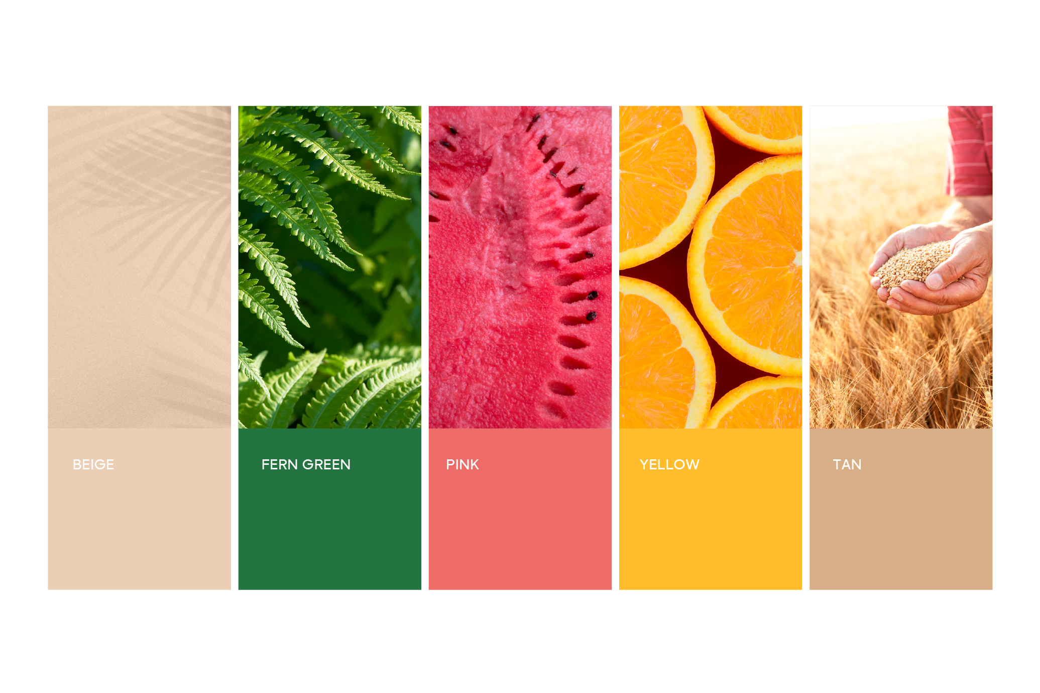 Brand Identity Color Palette