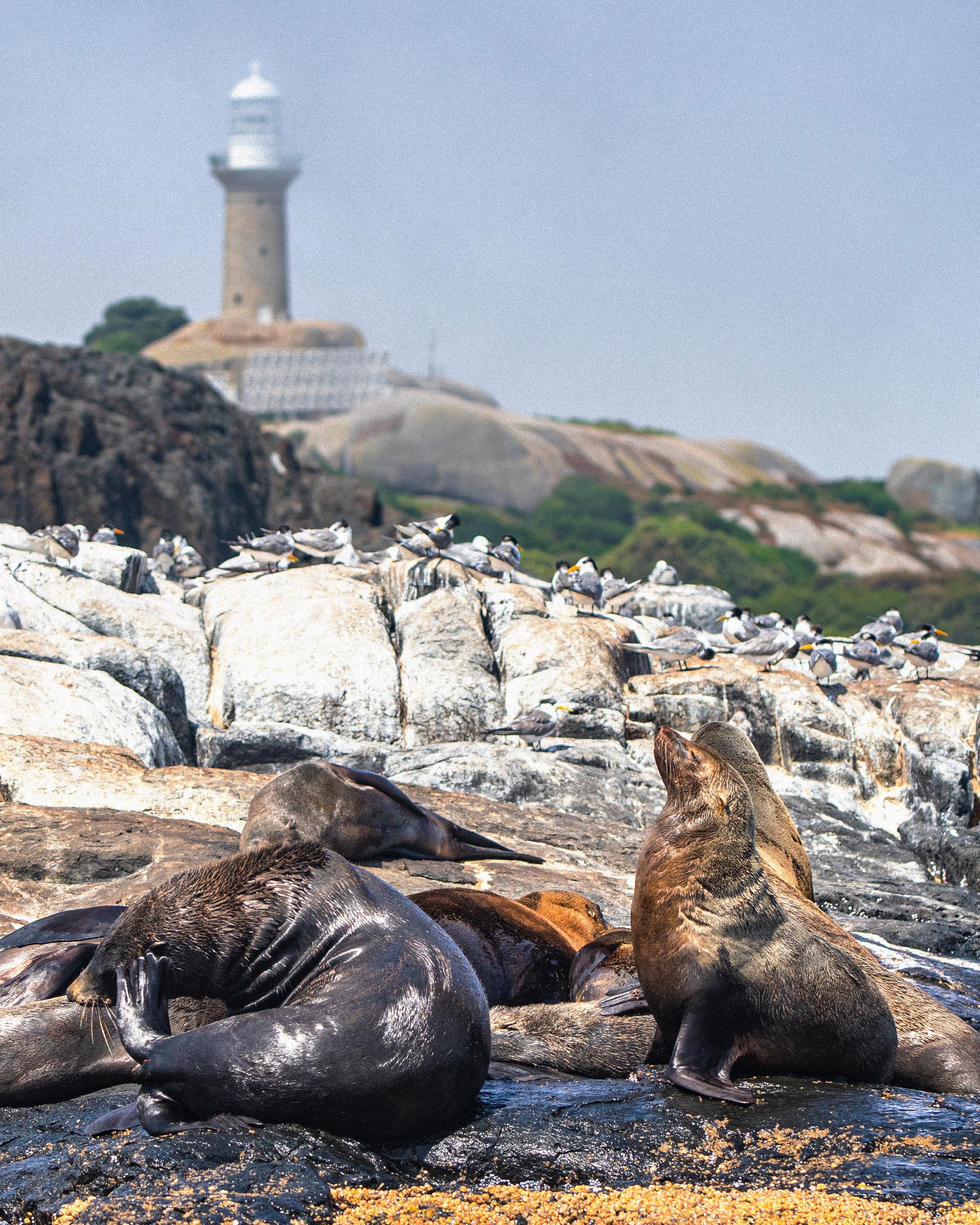 Montague Island