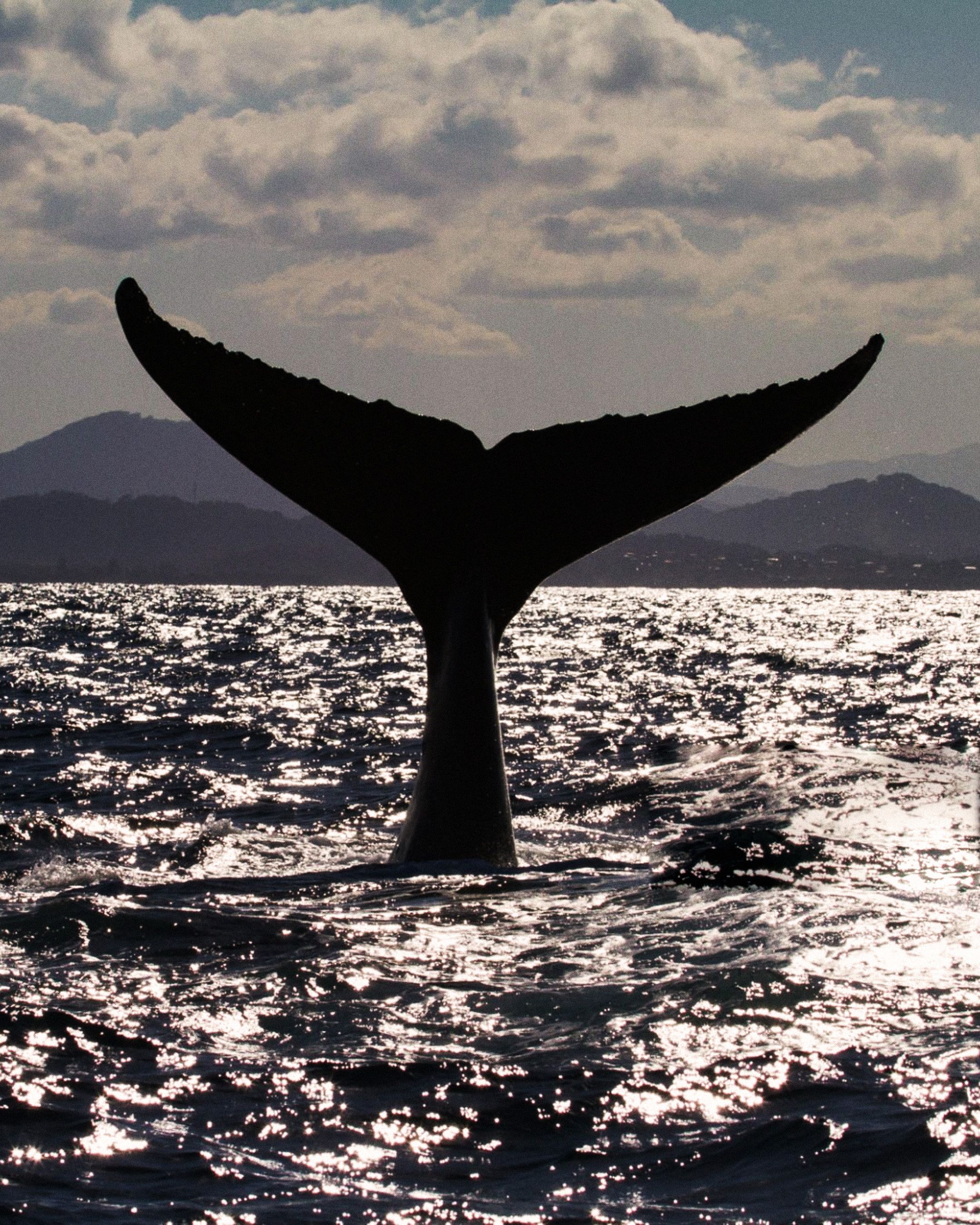 Whale Watching & Seal Spotting