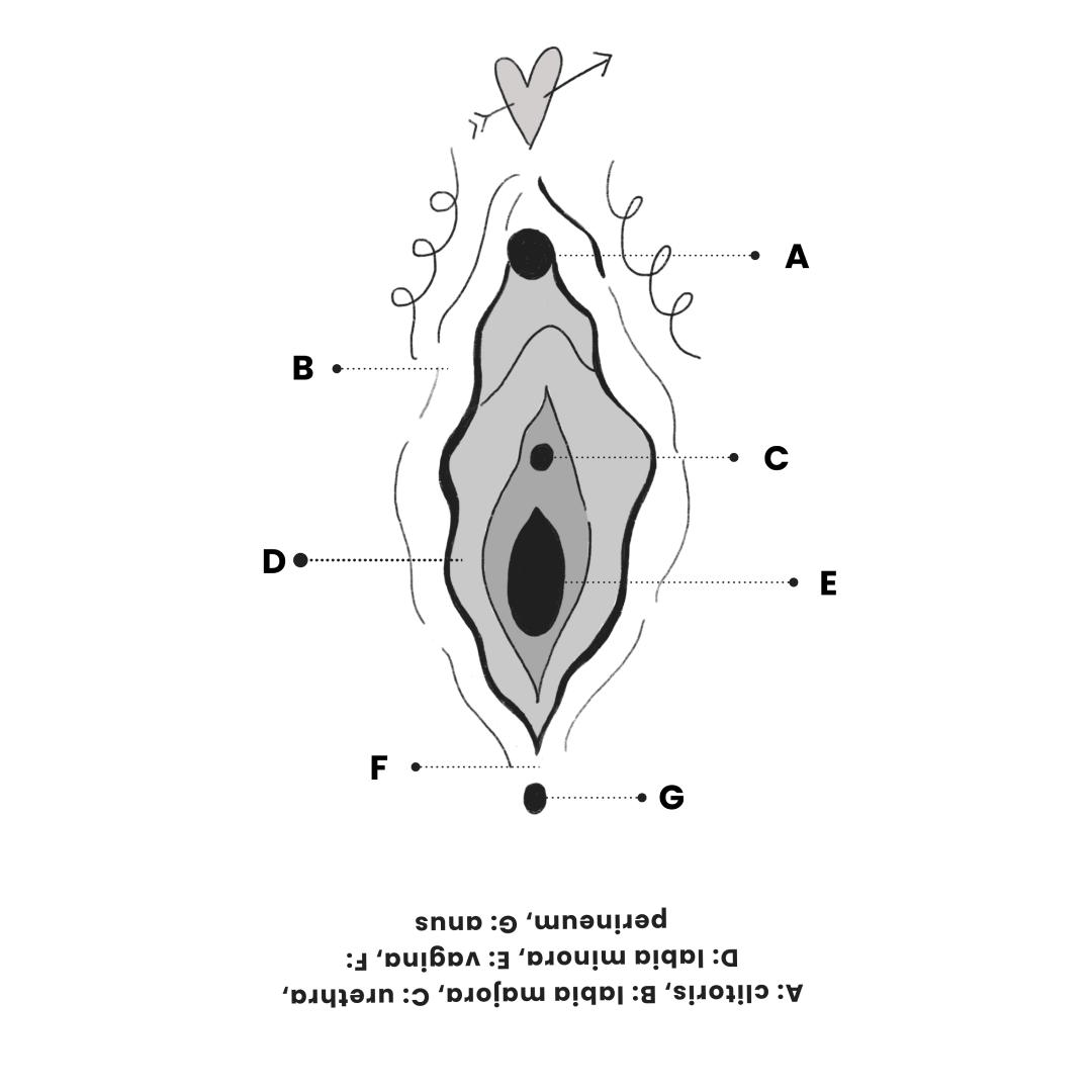Diagram of a vulva