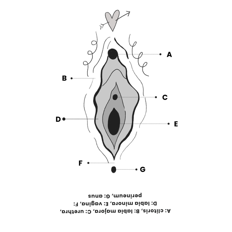 Diagram of a vulva