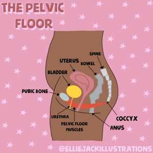 Female pelvic floor diagram by @elliejackillustrations