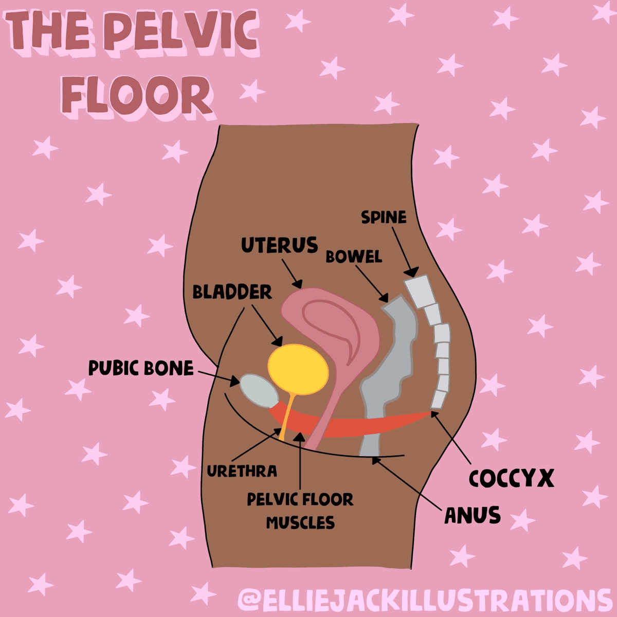 female pelvic floor diagram by @elliejackillustrations
