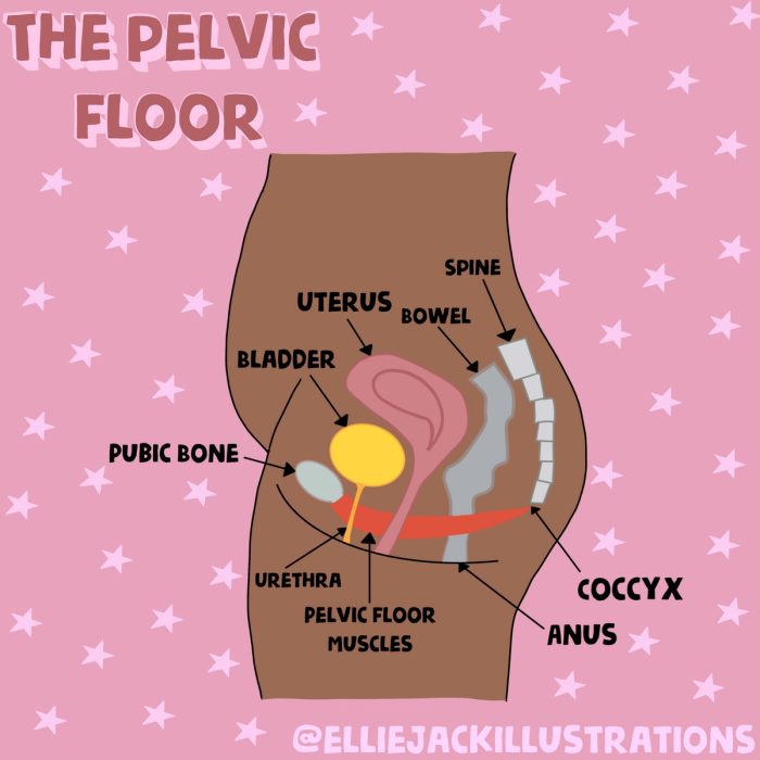 Female pelvic floor diagram by @elliejackillustrations