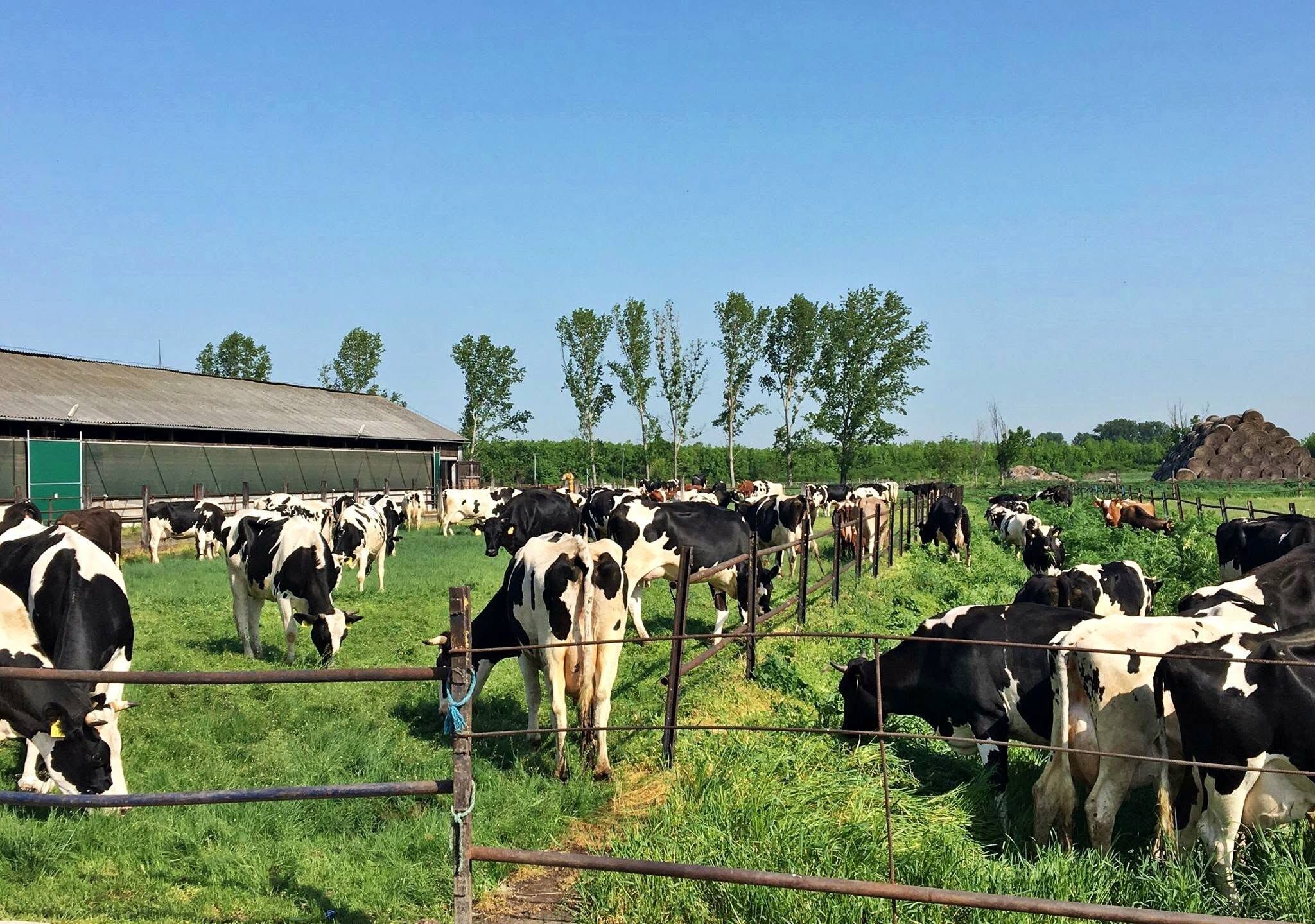 Kőrös-Maros Biofarm