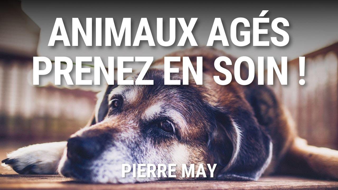 Prenez soin de vos animaux de compagnie âgés ! Vétérinaire Pierre MAY