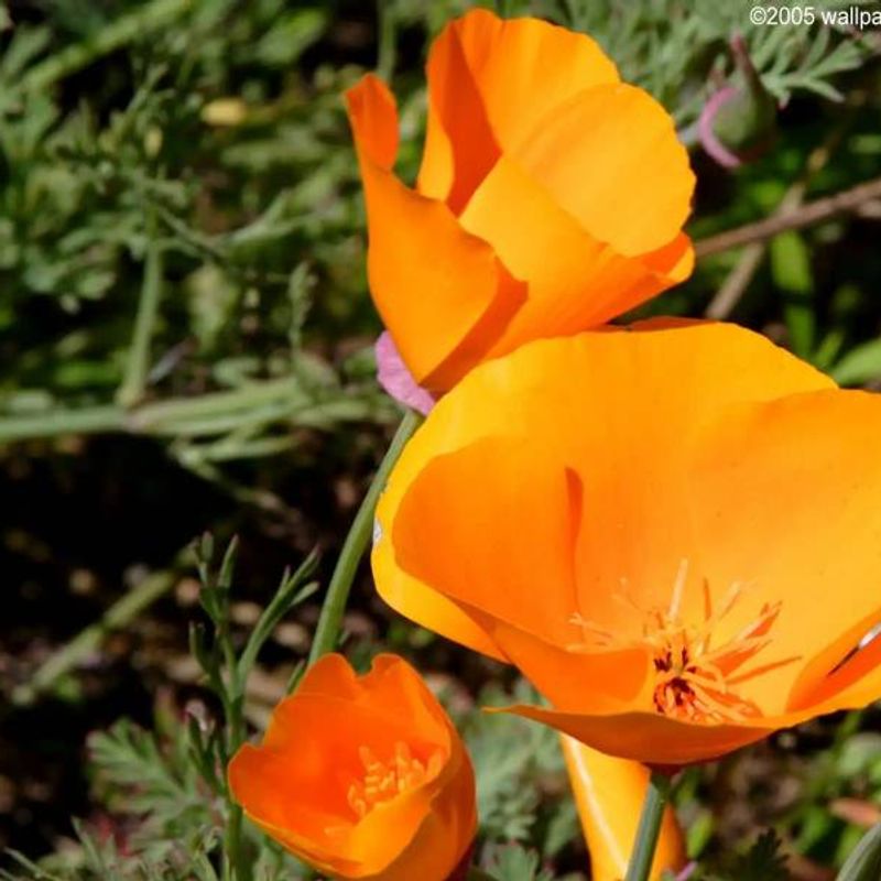 California poppy plant