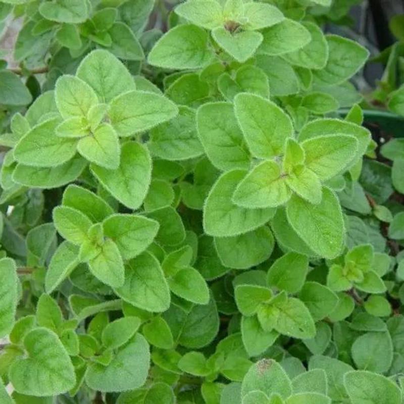Oregano plant