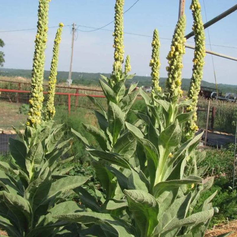 Mullein plant
