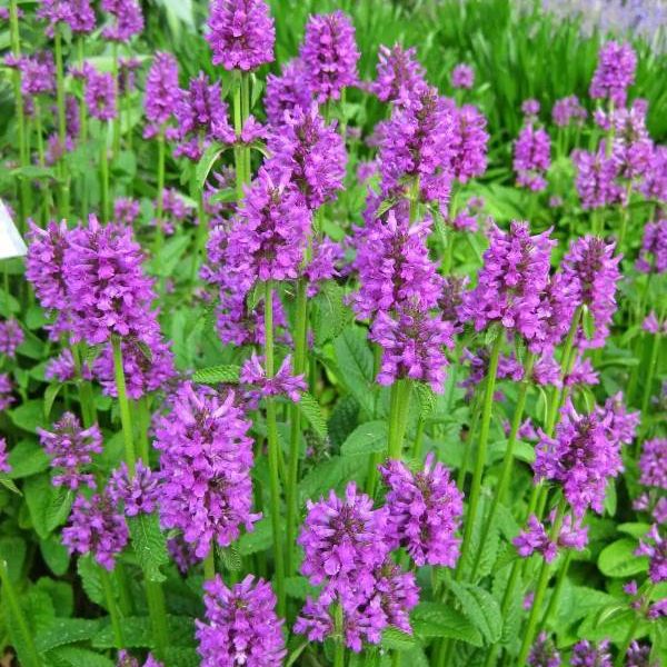 Wood betony plant