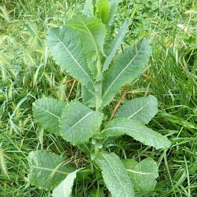 Wild Lettuce plant