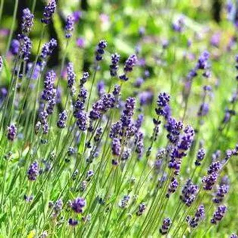 Lavendar plant