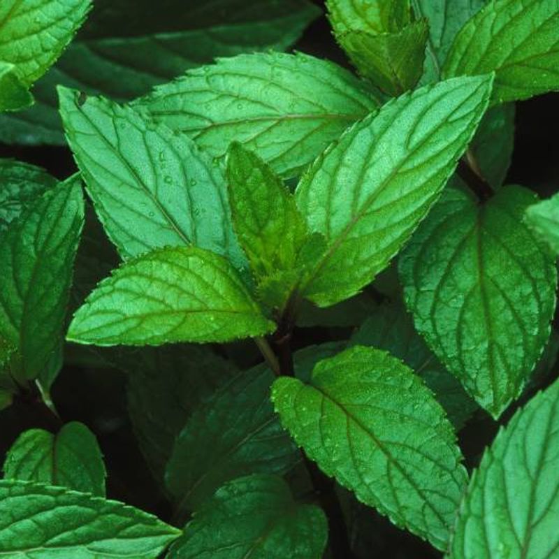 Peppermint plant