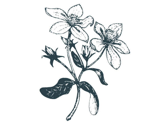 Herbal illustration