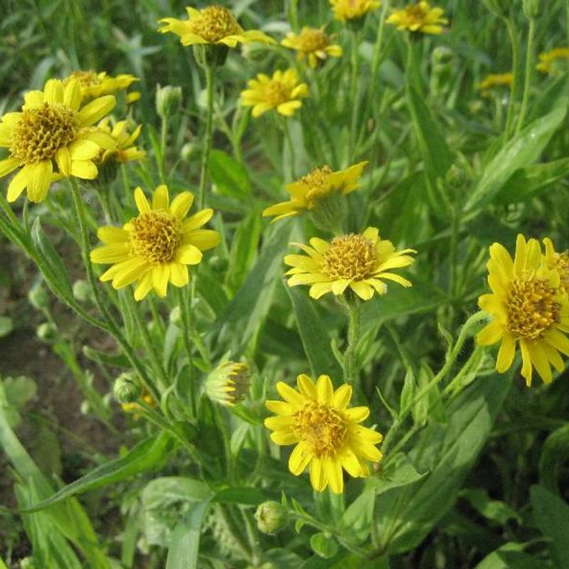 Meadow Arnica plant