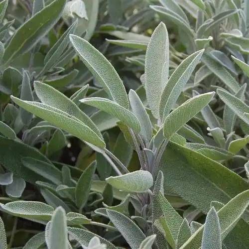 Sage plant
