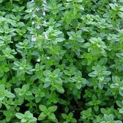 Thyme plant