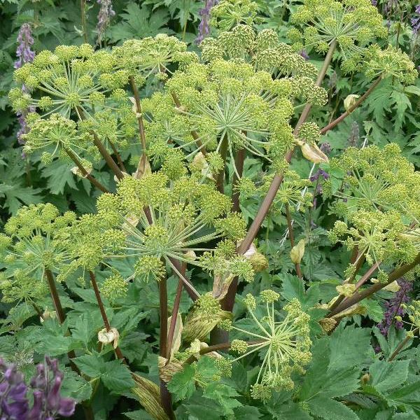 Angelica Archangelica plant