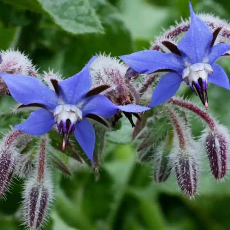Borage plant