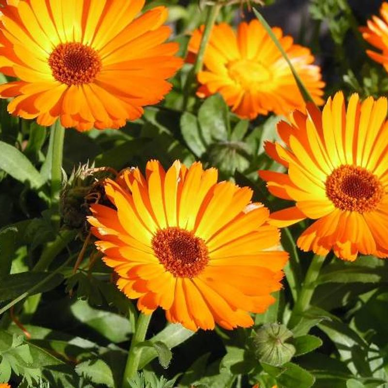 Calendula plant