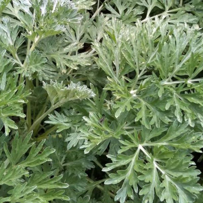 Wormwood plant