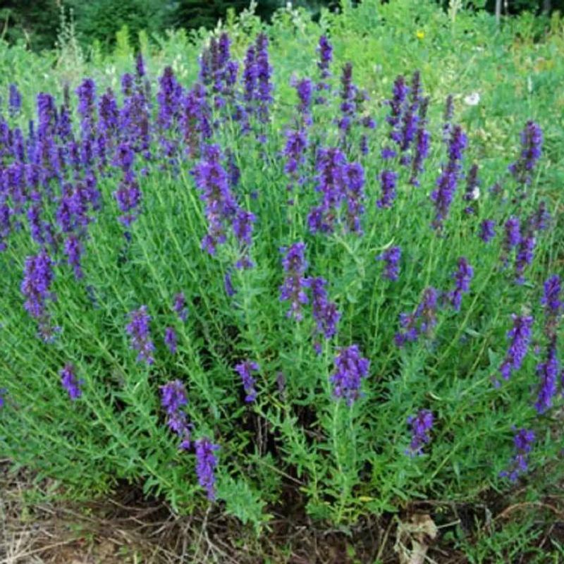 Hyssop plant