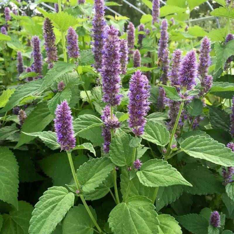 Korean mint plant